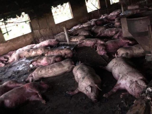 200 con lợn chết trong phút chốc vì hiện tượng tự nhiên kinh hoàng
