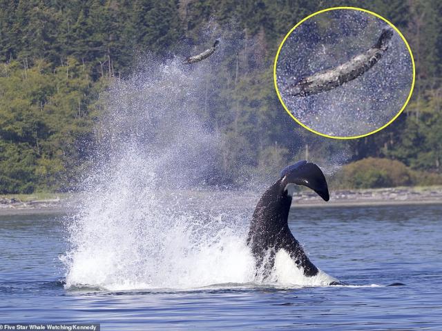 Ảnh cực hiếm: Cá voi sát thủ dùng “đòn hiểm”, hất tung con mồi lên không trung