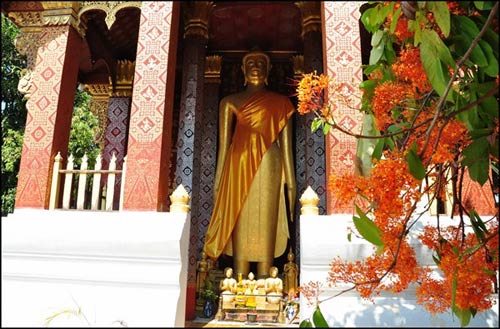 Luang Prabang, mùa hoa vô ưu nở - 4