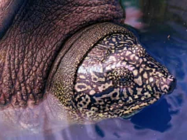 Báo Anh: Phát hiện thêm &quot;rùa Hồ Gươm&quot; khổng lồ ở Việt Nam khi thế giới chỉ còn đúng 1 con