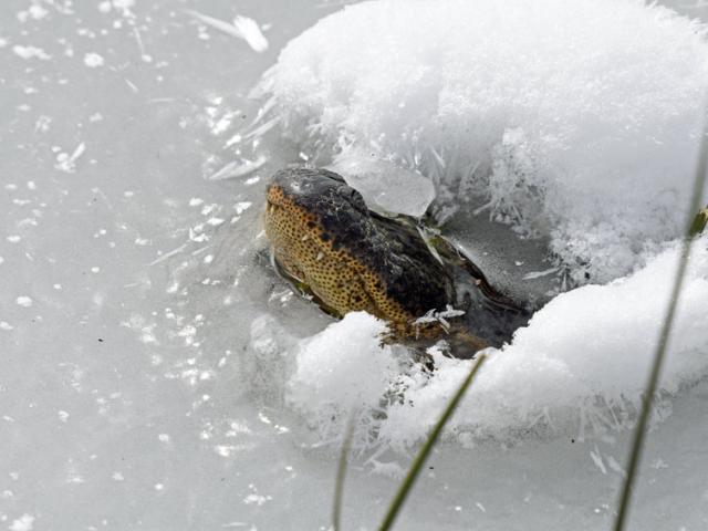 Bão tuyết khắc nghiệt ở Mỹ: Cá sấu có hành động lạ khiến nhiều người lo lắng