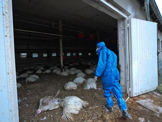 Phát hiện 7 người đầu tiên trên thế giới nhiễm cúm gia cầm H5N8