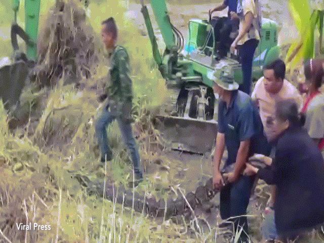 Video: 8 người đánh vật bắt trăn khổng lồ nặng 1 tạ ở Thái Lan