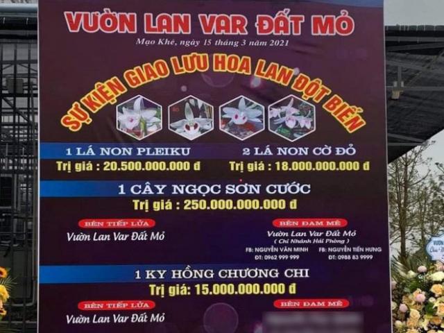 Quảng Ninh: Yêu cầu công an, chi cục thuế xác minh thông tin mua bán lan đột biến 250 tỷ đồng