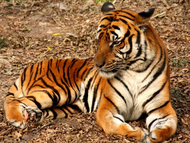 Điều thú vị về loài hổ mà bạn có thể không biết