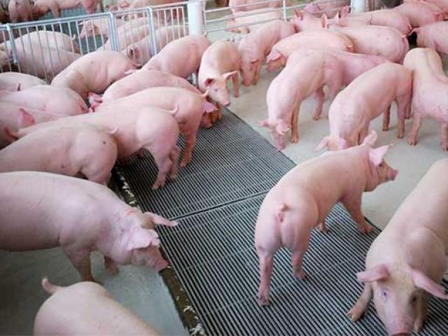 Bất ngờ giá lợn hơi giảm trước Tết: Liệu xu hướng tiếp theo sẽ như thế nào?
