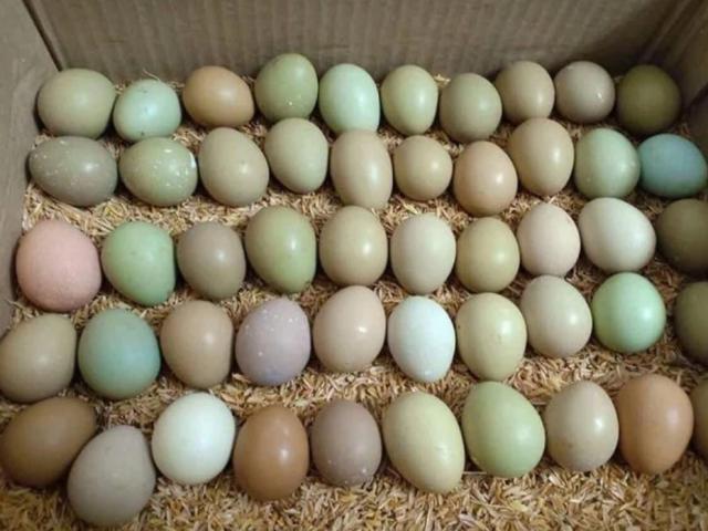 Tết này bà nội trợ Việt đỏ mắt tìm mua loại trứng "lạ" nhiều màu, giá gấp 10 lần trứng gà ta