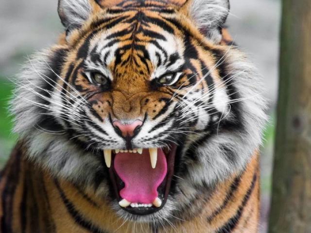 Những sự thật về loài hổ gây kinh ngạc