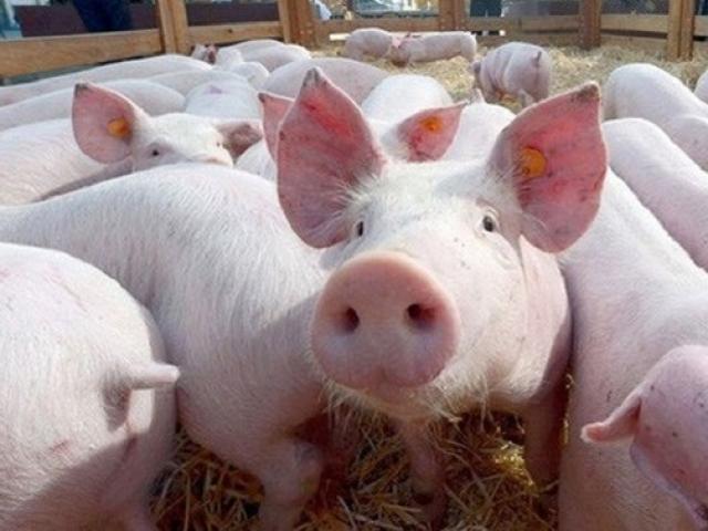 Giá lợn hơi tiếp tục giữ đà tăng tốt sau Tết: Nguyên nhân vì sao?