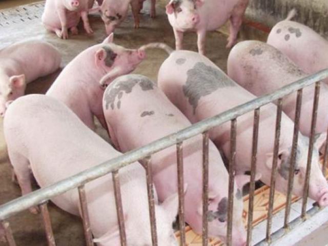 Lợn hơi bắt đầu chững giá, diễn biến bất ngờ của giá lợn tại các công ty thực phẩm