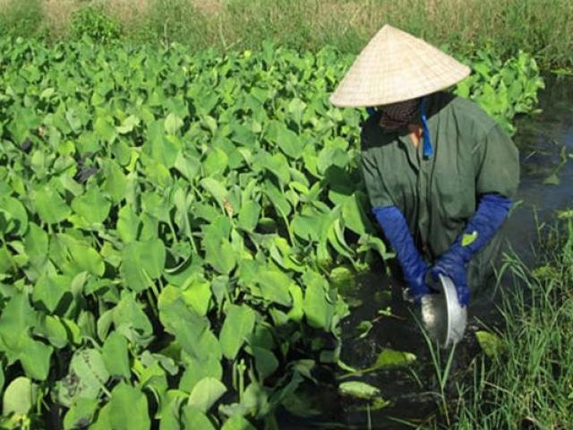 Cây dại ở Việt Nam trước nhổ bỏ, giờ trồng không cần chăm vẫn kiếm trăm triệu