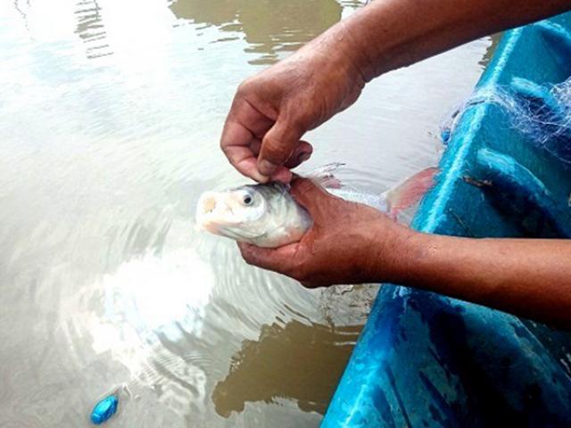 Loài cá đặc sản quý hiếm ở Việt Nam &quot;suýt tuyệt chủng&quot;, có người nuôi kiếm 1 tỷ dễ dàng