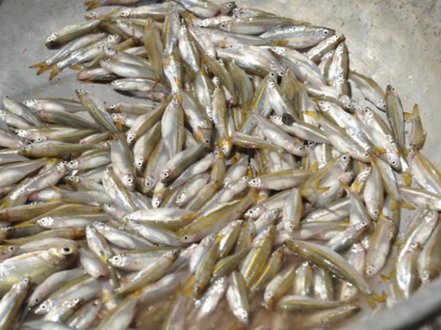 Loại cá "nhà nghèo" xưa rẻ bèo ở Việt Nam, nay bắt về bán 250.000/kg