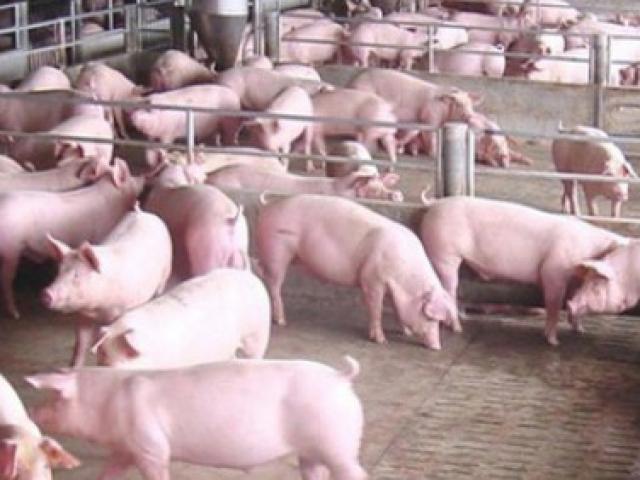 Giá lợn hơi ở mức thấp trong khi các công ty thực phẩm vẫn bán giá cao ngất ngưởng