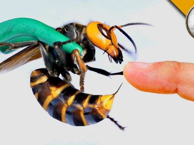 TBN: Phát hiện tổ ong bắp cày, người đàn ông tìm cách xử lý và kết cục thương tâm