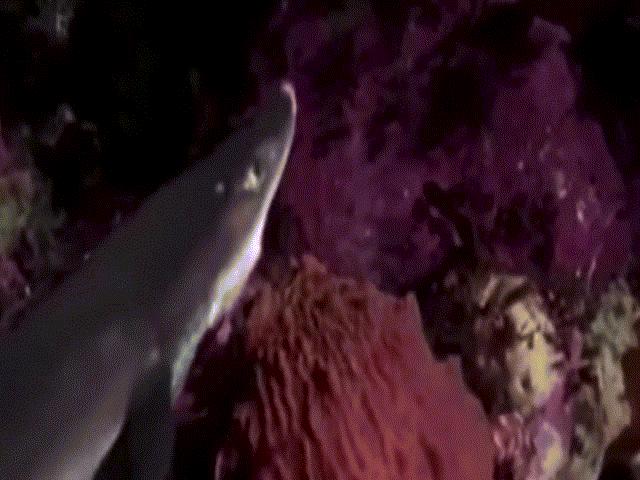 Nhiều cá mập chết bí ẩn, nhân viên thủy cung Mỹ sốc khi biết nguyên nhân