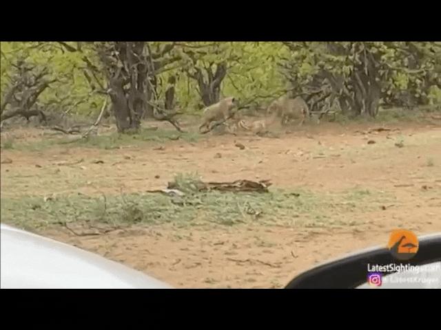 Video: Báo hoa mai nhọc công săn linh dương, không ngờ bị linh cẩu "trấn lột" trắng trợn
