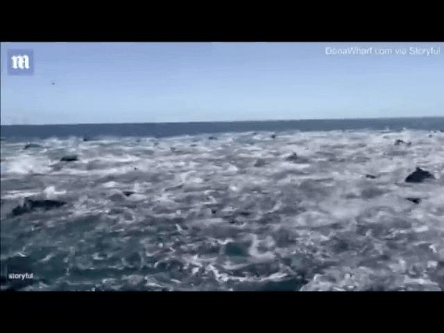 Video: Cảnh ngàn con cá heo hiện ra trước mắt khiến du khách kinh ngạc
