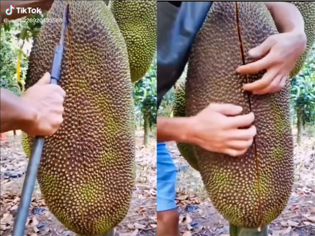 Xẻ quả mít 'siêu khủng' treo lủng lẳng, chàng trai khiến CĐM trầm trồ vì thứ bên trong