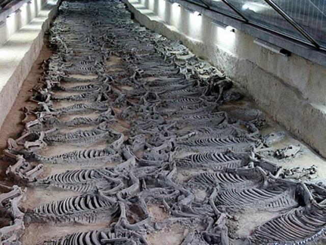 Hãi hùng cách hiến tế 600 chiến mã trong lăng mộ vua Trung Hoa
