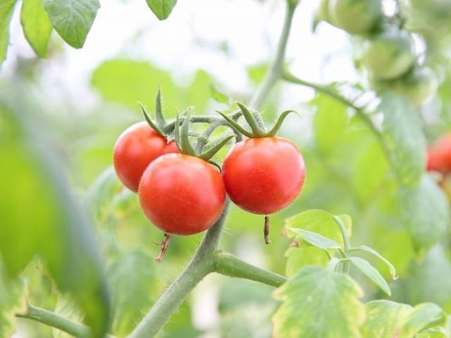Cà chua tí hon được trồng tại Việt Nam có giá nửa triệu đồng/kg có gì đặc biệt?