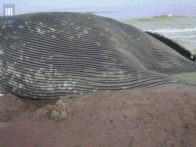 Cận cảnh xác cá voi xanh dài 18m lần đầu trôi dạt bờ biển châu Phi, cách xa &quot;nhà&quot; 8.000km