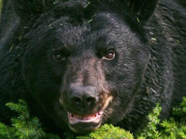 Mỹ: Rạch bụng gấu đen, phát hiện điều đau lòng
