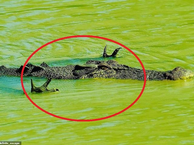 Cá sấu có tư thế "kỳ quái", chuyên gia nói gì?