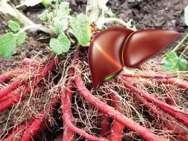 Đan sâm – thảo dược được ví như “Sâm” cho lá gan