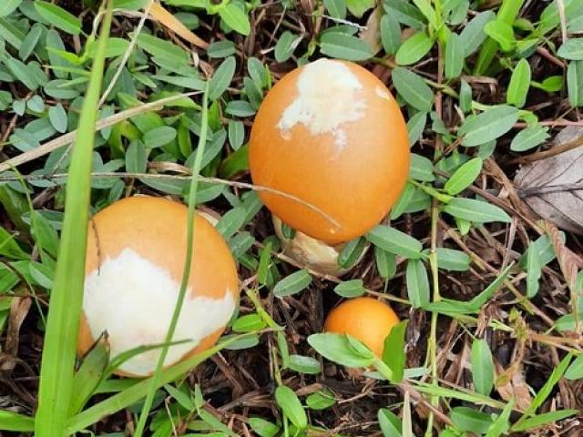 Lạ kỳ loại nấm giống hệt quả trứng gà, mang tên hoàng đế, giá nửa triệu đồng/kg