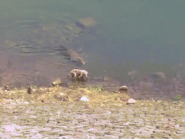 Video: Chú chó ra bờ sông uống nước, bị cá sấu to lớn kéo tuột xuống sông