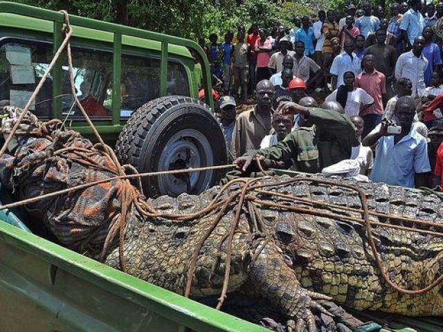 Uganda: Cá sấu khổng lồ dài 5m từng ăn thịt 80 dân làng, bị 50 người vây bắt và cái kết