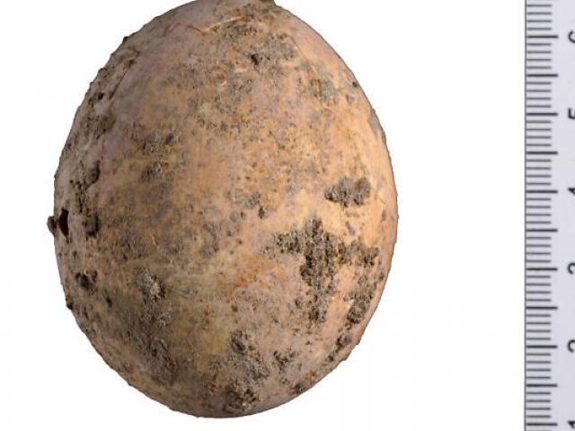 Phát hiện quả trứng gà 1.000 năm tuổi còn nguyên vẹn từ trong ra ngoài