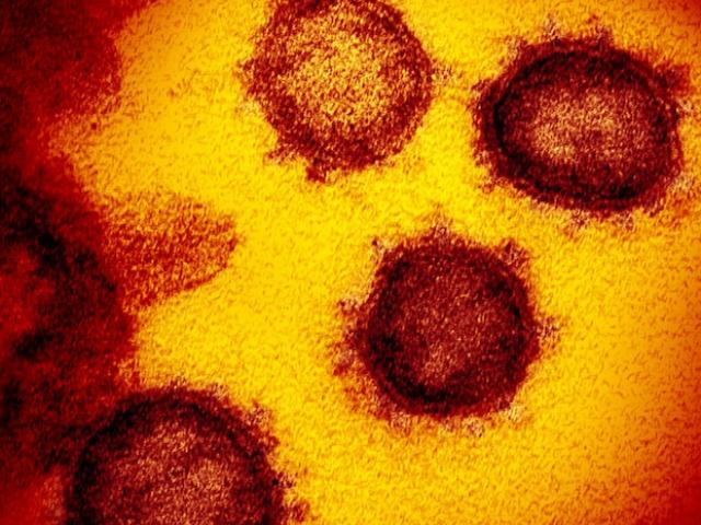 Virus corona từng gây đại dịch 20.000 năm trước, để lại dấu ấn trong ADN người ngày nay