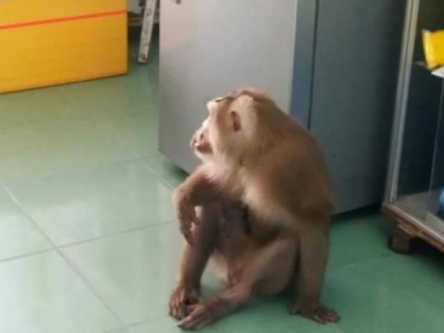 Tin tức 24h: Con khỉ tinh ranh quấy phá nhà dân trong phố, chính quyền nhờ kiểm lâm “can thiệp”