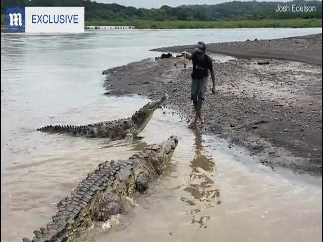 Video: Liều mạng "dụ" cá sấu hoang dã khổng lồ dài hơn 5 mét lên bờ rồi cho ăn