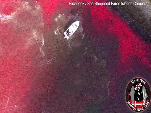 Video: 175 con cá voi bị "đồ sát", bờ biển ngập máu