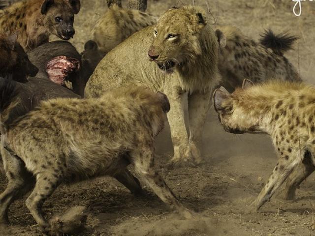 Sư tử bị cả đàn linh cẩu đánh hội đồng, cướp bữa ăn