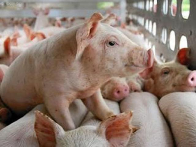 Giá lợn hơi đứng im, thức ăn chăn nuôi tăng vọt, nông dân ôm lỗ nặng