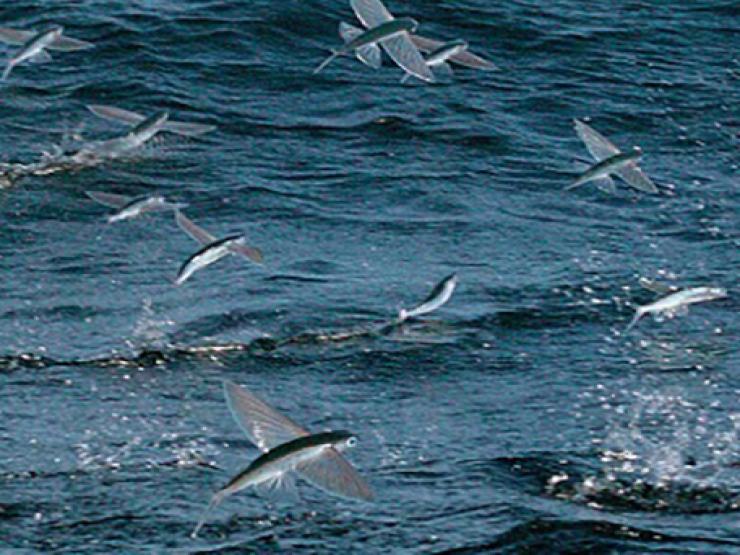 Việt Nam có một loài cá biết bay như chim, giá 250.000/kg, đặc sản nổi tiếng cả một vùng