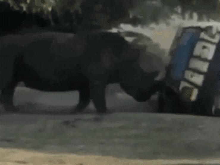 Tê giác nổi điên tấn công hàng loạt "thợ săn" đồng cỏ