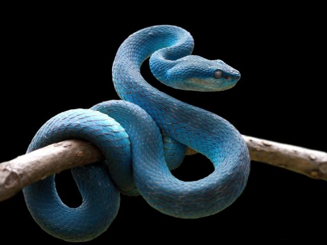 Kỳ lạ loài rắn sở hữu màu xanh lam óng ánh như chim công