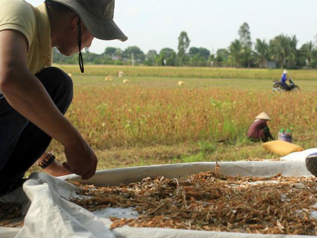 Vinasoy gặt hái thành tựu mới trong chọn tạo giống và phát triển vùng nguyên liệu đậu nành