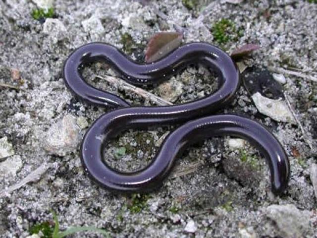 Loài rắn độc: Loài rắn độc luôn gây sự chú ý với khả năng sinh tồn và phòng thủ khó tin của mình. Hãy truy cập để được ngắm nhìn loài rắn này đầy thần bí và đẹp mắt.