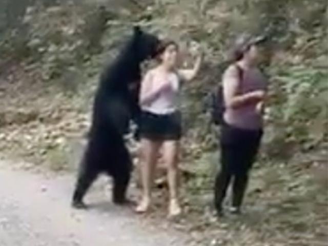 After taking a selfie with the girl, the black bear was threatened with castration