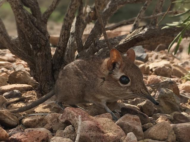 The elephant shrew suddenly reappeared after half a century thought it was extinct