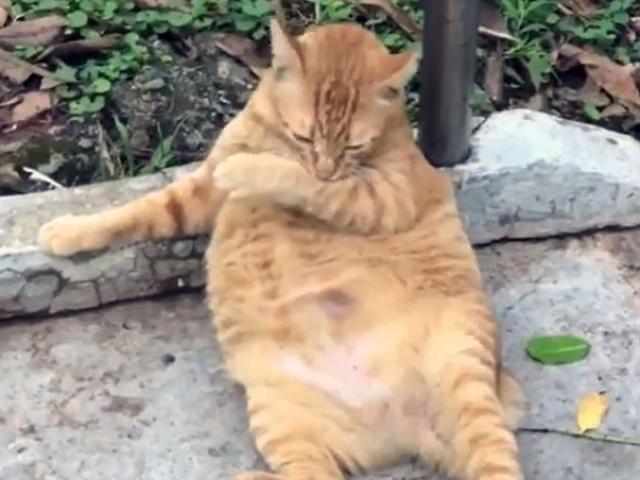 Fat cat Garfield sleeping on the street, being swallowed by a python
