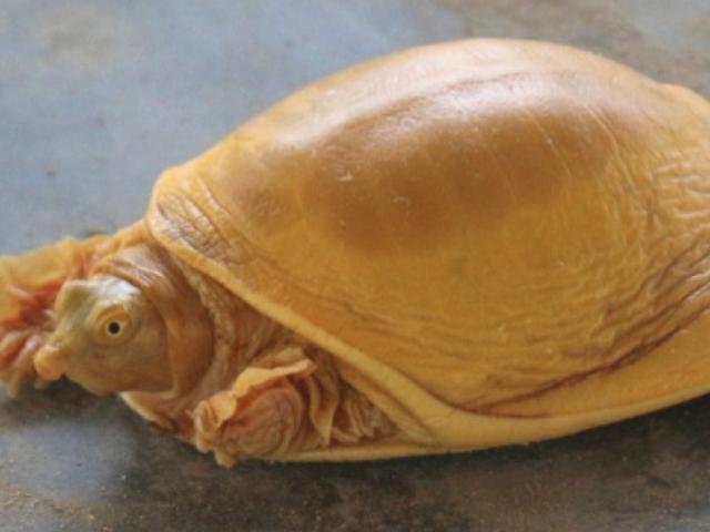 The golden turtle was born, considered the embodiment of a powerful god