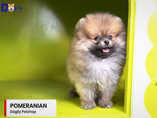 Hình ảnh đáng yêu của giống chó lông xù Phốc Sóc Pomeranian
