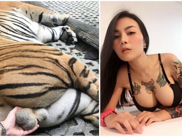 Thái Lan: Nữ diễn viên quyến rũ hứng &quot;bão&quot; chỉ trích vì hành vi &quot;dị&quot; với hổ